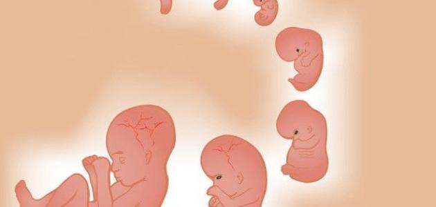 مراحل نمو الطفل في بطن أمه