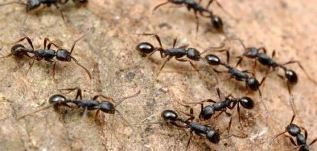 كيفية طرد النمل من البيت