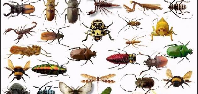 بحث عن الحشرات النافعة