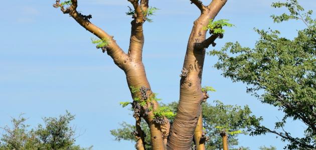 فوائد شجرة المورينقا