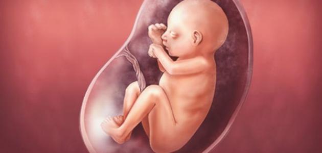 بحث عن مراحل تكوين الجنين