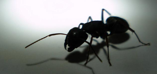 طرق للتخلص من النمل في المنزل