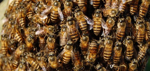 ماذا يطلق على جماعة النحل