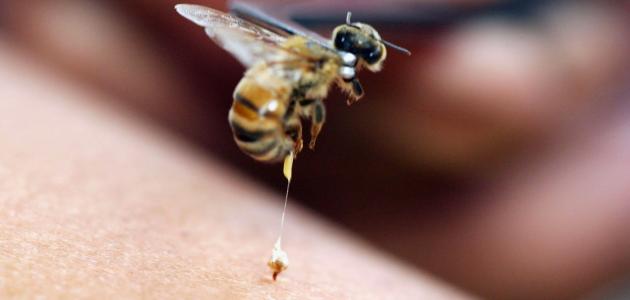 ما هي فوائد سم النحل