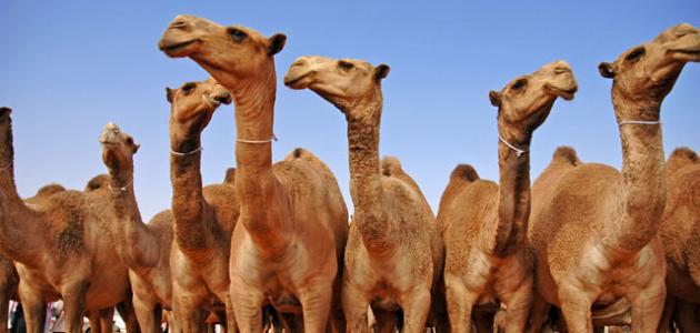 شرح زكاة مواشي الحيوانات حروف عربية