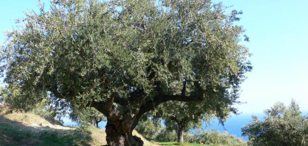 شجرة الزيتون في فلسطين