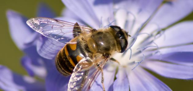 كيف يتغذى النحل