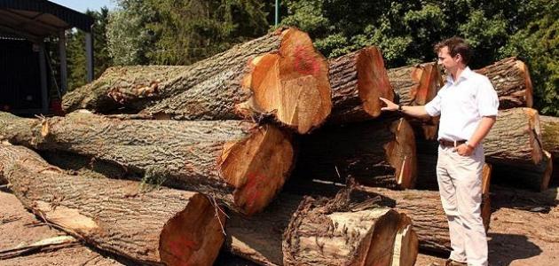 يعتبر شجر الزان والبلوط من أهم الأشجار التي يستخرج منها الخشب اللين ؟