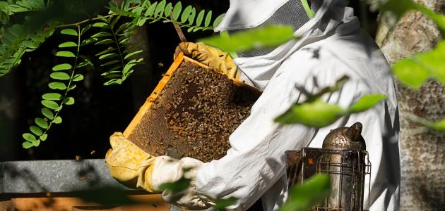 كيفية تربية النحل فى ليبيا