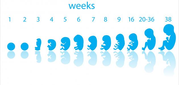 مراحل نمو الجنين بالأشهر
