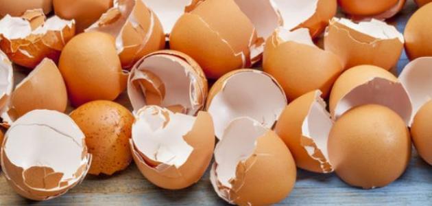 فوائد قشر بيض النعام