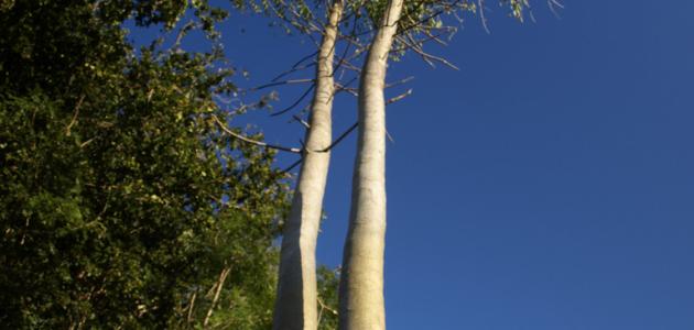 معلومات عن شجرة المورينجا