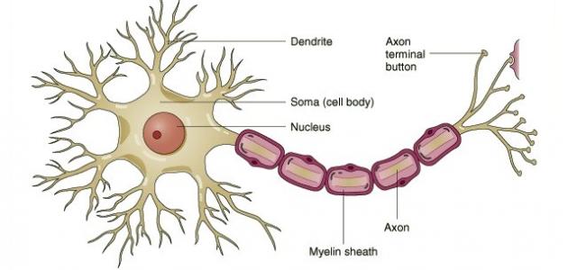 أنواع الخلايا العصبية