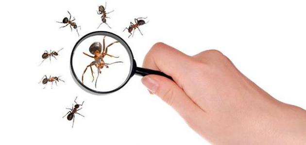 كيفية مكافحة النمل