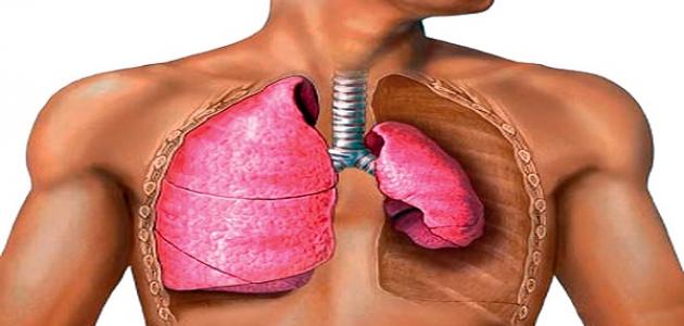 كيف نحافظ على الجهاز التنفسي عند الإنسان