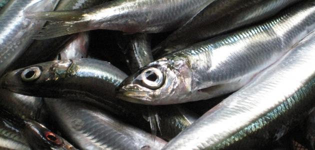 فوائد سمك السردين