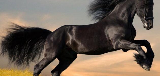تربية الخيول في تونس