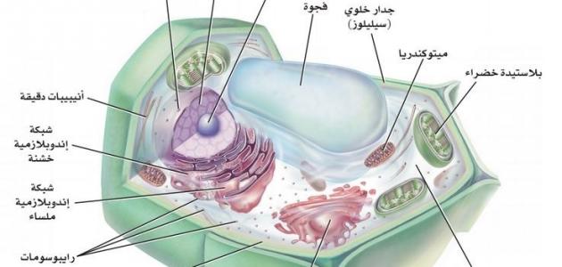 أجزاء الخلية النباتية والحيوانية حروف عربي