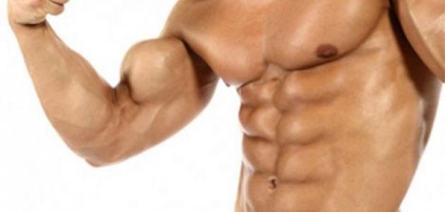 كيفية تكوين عضلات الجسم