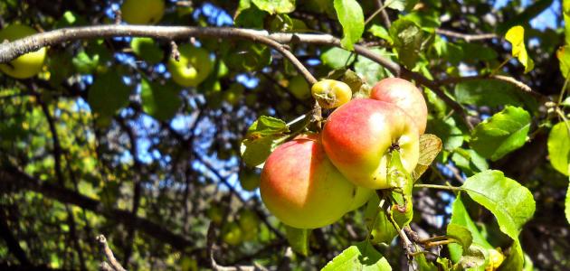 كيف يزرع التفاح