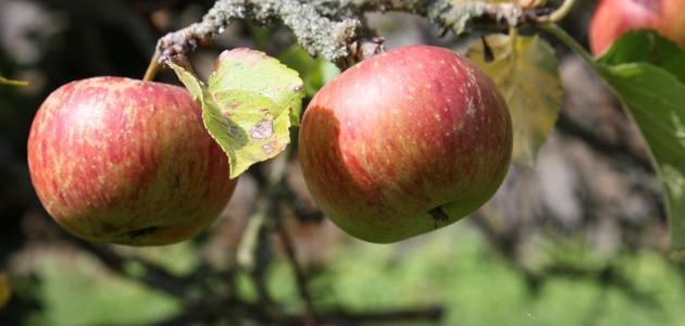 كيف تزرع شجرة التفاح