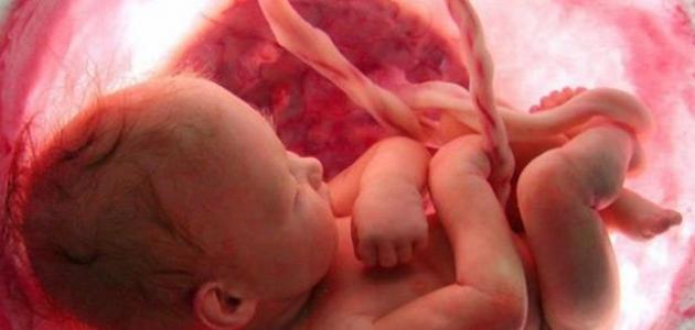 تكوين الجنين في بطن أمه