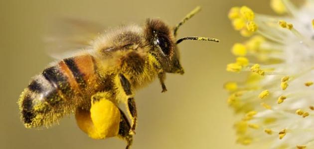 ما فائدة حبوب لقاح النحل