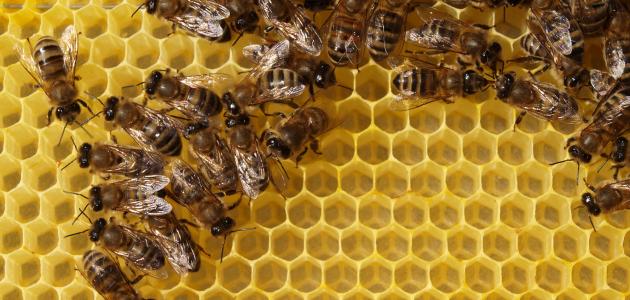 النحل و بناء الشمع