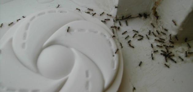 طرق التخلص من النمل في المنزل