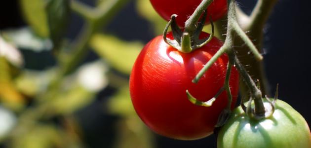 كيف تتم زراعة الطماطم