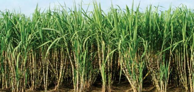 زراعة قصب السكر في مصر