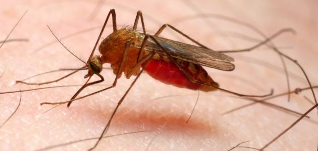 كيف تنتقل الملاريا
