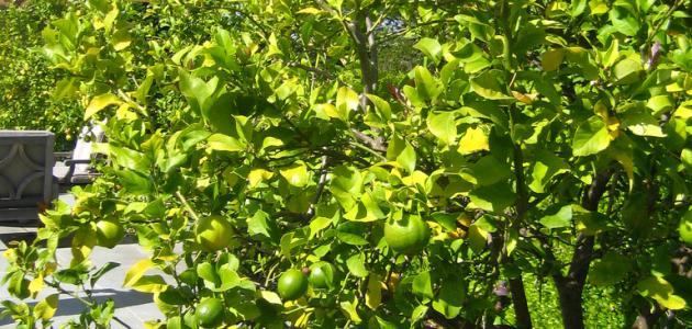 كيفية زراعة اشجار الليمون