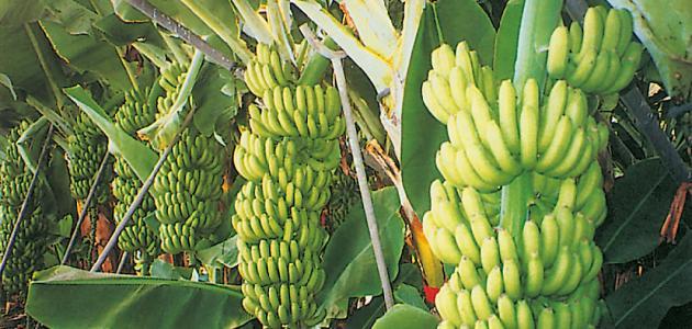 كيفية زراعة الموز
