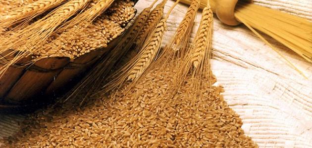 فوائد عشبة جنين القمح