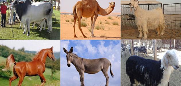 بحث عن الثروة الحيوانية في الوطن العربي