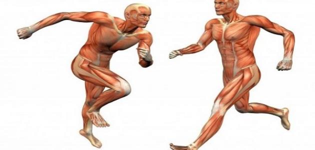 كيف تتحرك كل من العضلات والعظام والمفاصل