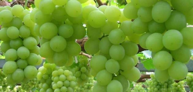 فوائد العنب الأخضر