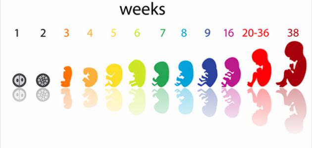 مراحل الحمل أسبوع بأسبوع