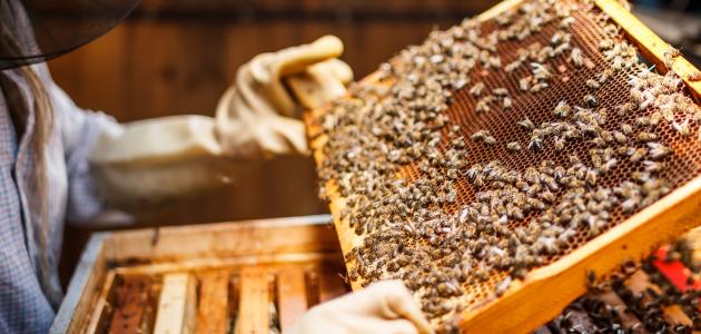 كيفية تربية النحل وإنتاج العسل
