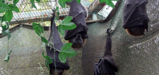 لماذا يقف الخفاش بالمقلوب