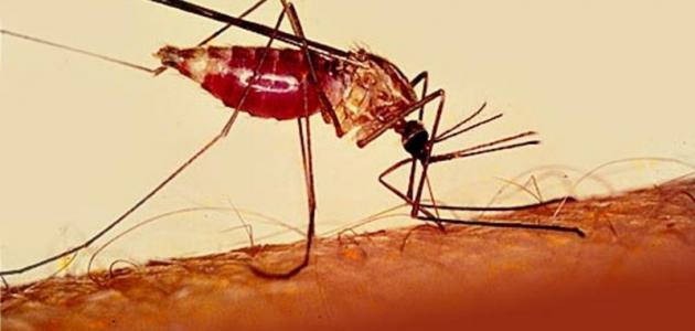 بحث عن مرض الملاريا
