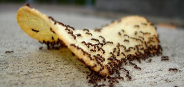 أفضل الطرق للقضاء على النمل