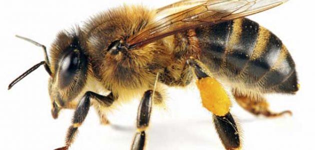 مراحل حياة النحلة