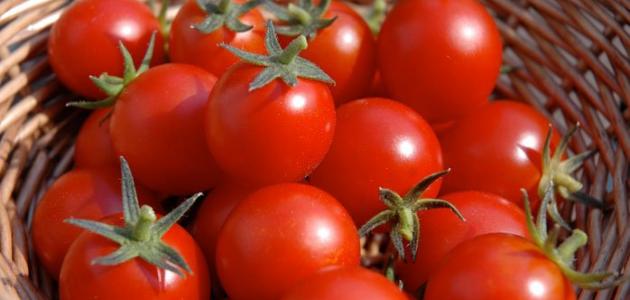 أمراض الطماطم وطرق مكافحتها