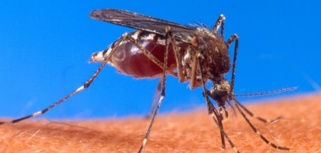 موضوع عن مرض الملاريا