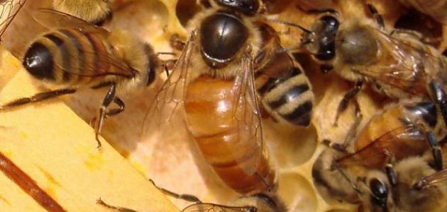 النحل ثلاثة أنواع ما هي