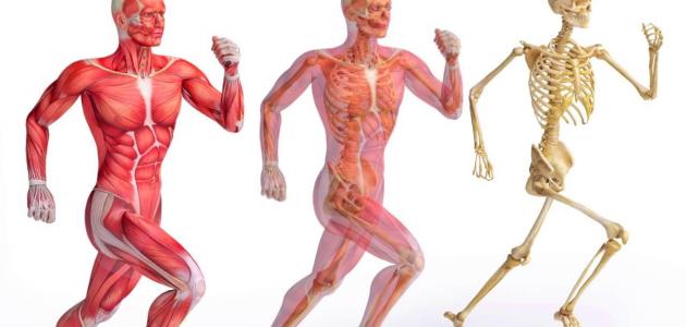مقال علمي عن الجهاز العضلي