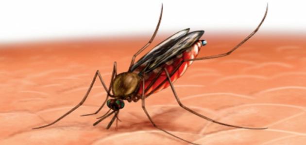 طرق الوقاية من مرض الملاريا