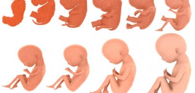 مراحل تكوين الجنين من الأسبوع الأول